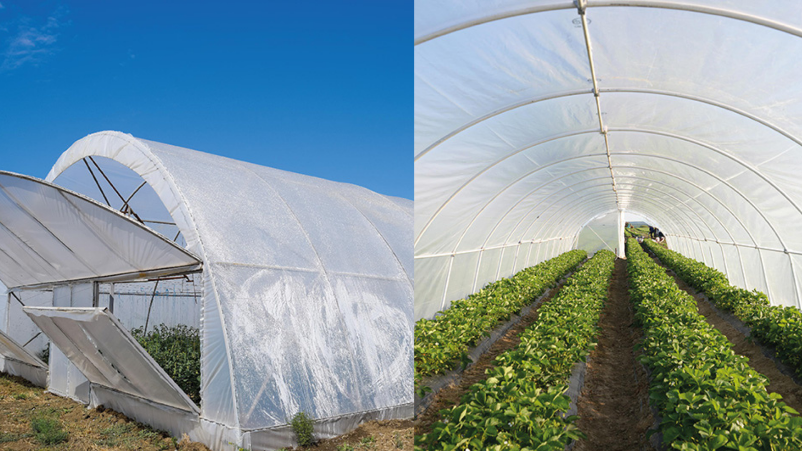 Greenhouse Film (PE Cover) & Agro Films